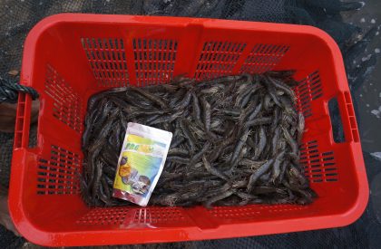 Hasil Panen Udang menggunakan Probal