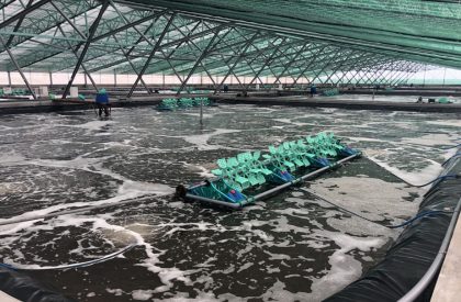 Indoor Shrimp Farm construction